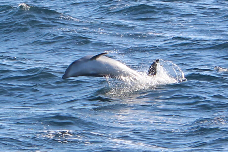 Observación de delfines en la costa de Pontevedra, Rías Baixas