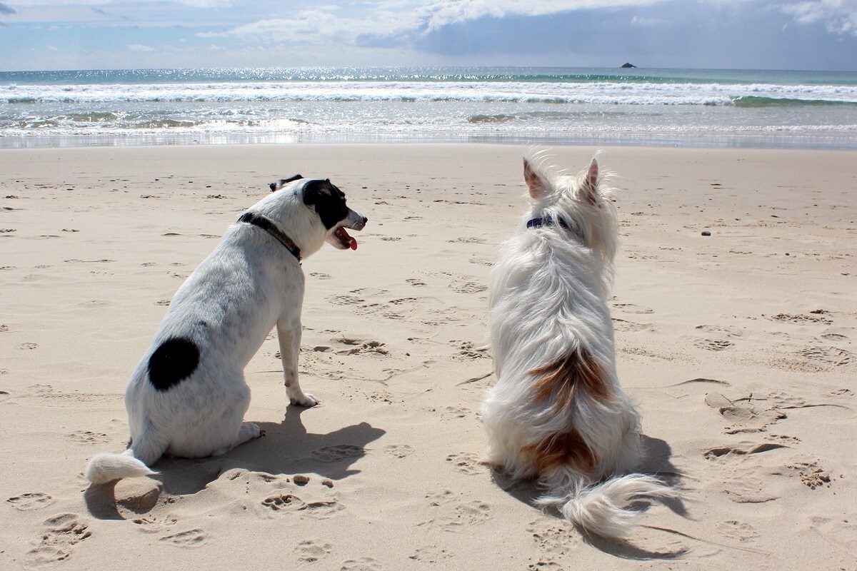 Playas para perros en Pontevedra y Rías Baixas