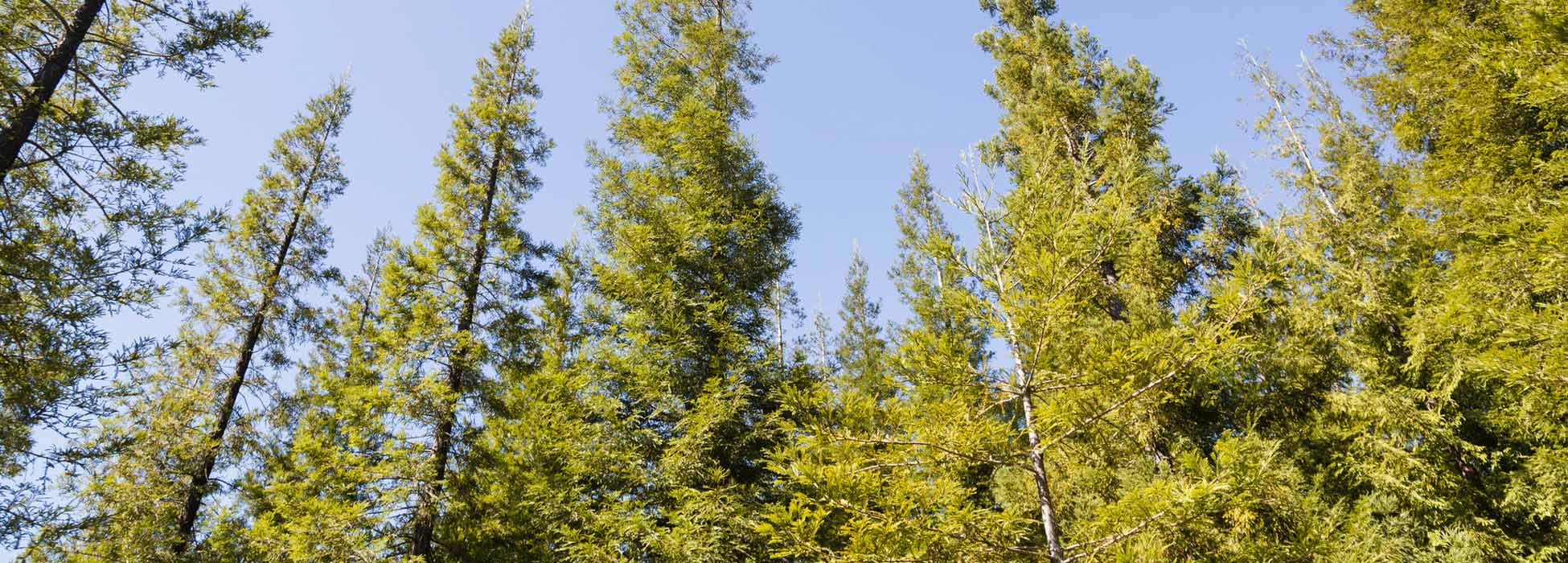 Un bosque que hermana el viejo y el nuevo mundo