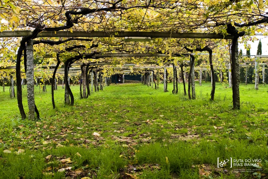 Bodegas Ruta do Viño Rías Baixas