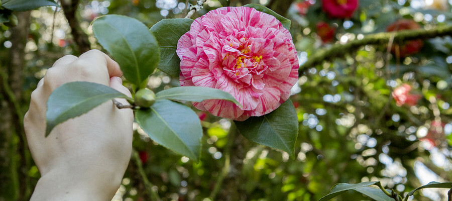 Camelia en el Pazo da Saleta