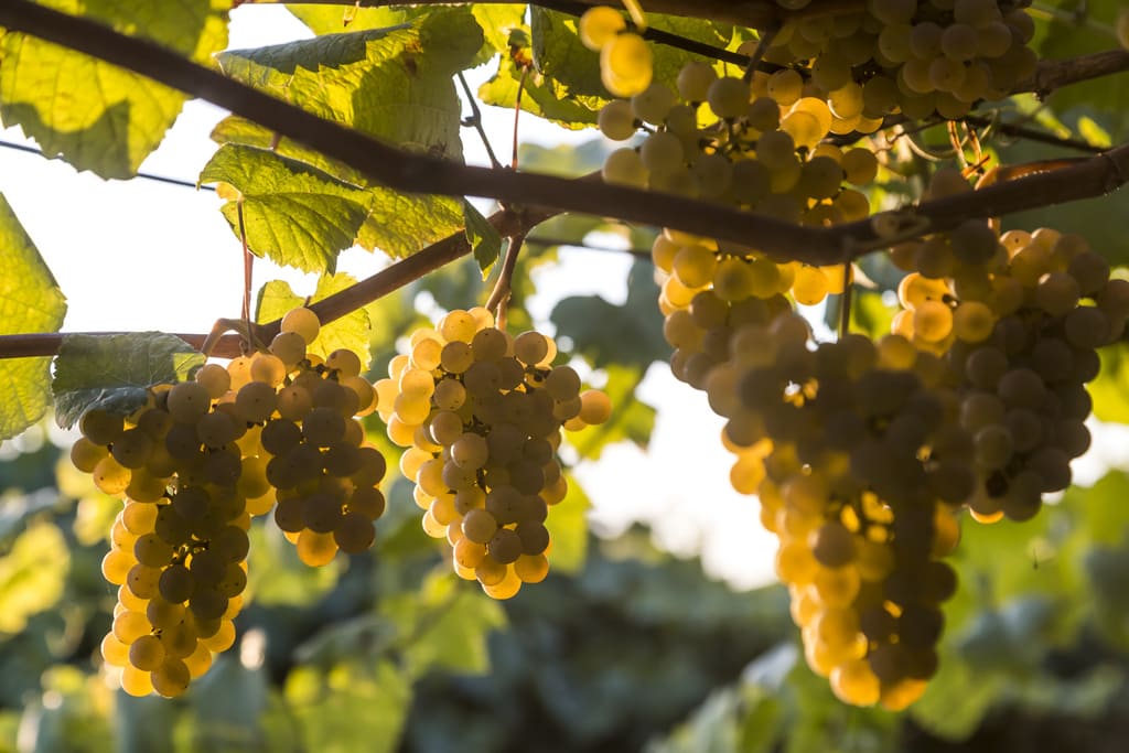 Viñedo albariño Rías Baixas